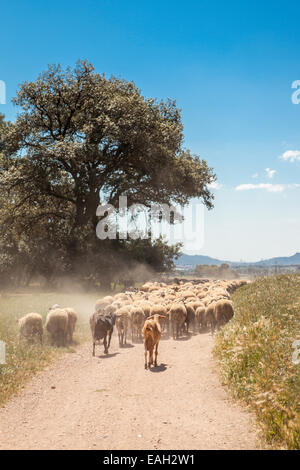 Herde von Schafen am Torre Marimon in Caldes de Montbui, Barcelona, Spanien Stockfoto