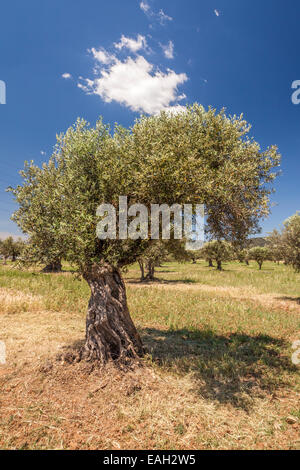 Torre Marimon in Caldes de Montbui, Barcelona, Spanien Stockfoto