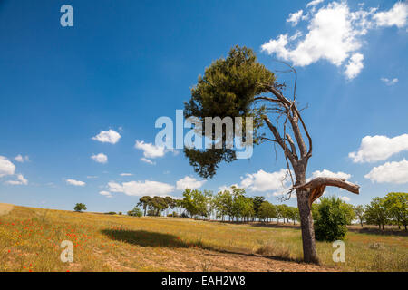 Torre Marimon in Caldes de Montbui, Barcelona, Spanien Stockfoto