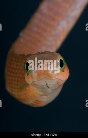 Boomslang / Dispholidus Typus Stockfoto