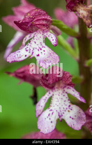 Lady Orchidee - Orchis Purpurea - Isere, Rhône-Alpes, Frankreich Stockfoto