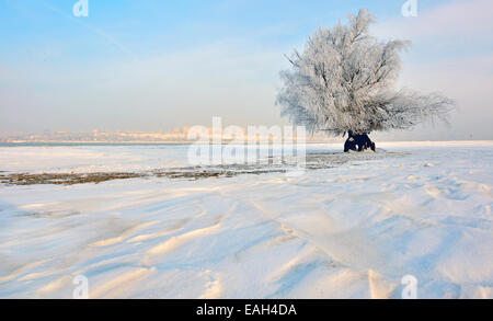 gefrorenen Baum auf Winter Feld Morgen rechtzeitig Stockfoto