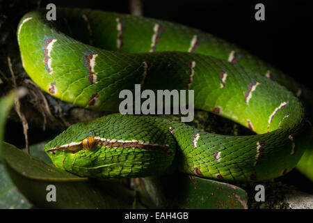 Eine Bornean gekielt grün Grubenotter (Tropidolaemus Subannulatus) wartet in Hinterhalt Lage im Dschungel von Malaysia Bornean. Stockfoto