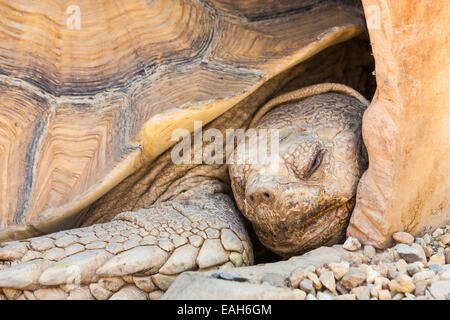 Name: Reptilia Chelonia Eischwiele Geochelone Sulcata Stockfoto