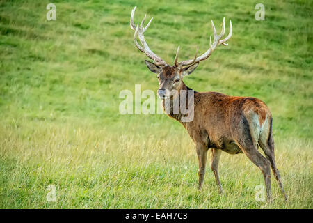 Rotwild-Hirsch (Cervus Elephus) UK Stockfoto