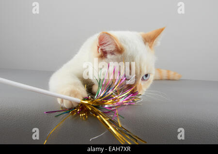 Selkirk Rex Variante Kätzchen Stockfoto