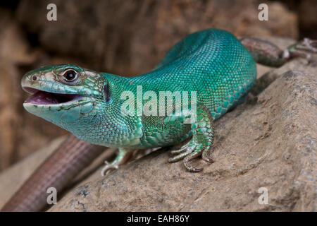 Westliche Smaragdeidechse / Lacerta Bilineata Stockfoto