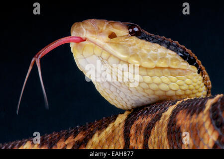 Bushmaster / Lachesis Stenophrys Stockfoto