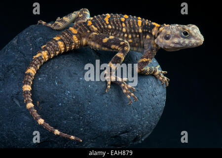 Hardun / Laudakia Stellio Stockfoto