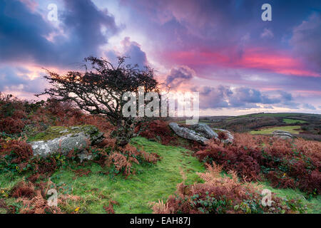 Dramatische Sonnenaufgang über robuste Moor Landschaft am Helman Tor in der Nähe von Bodmin in Cornwall Stockfoto