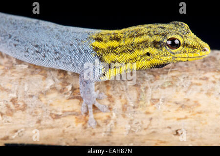 Unter der Leitung von gelben Zwerg Gecko / Lygodactylus Luteopicturatus Stockfoto