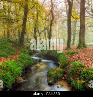 Ein Bach schlängelt sich durch den nebligen Herbst Wald auf Bodmin Moor in Cornwall Stockfoto