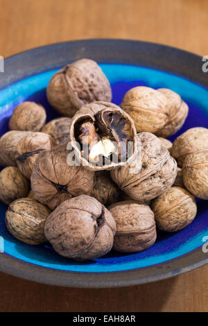 Juglans Regia Frucht. Frisch gepflückt Walnüsse in einer blauen Schüssel. Stockfoto