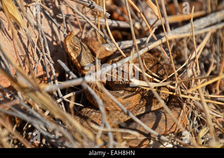 Östlichen Sand Viper Vipera Ammodytes Meridionalis, in der Nähe von Delfini Beach, Syros, Griechenland Stockfoto