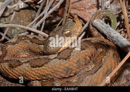 Östlichen Sand Viper Vipera Ammodytes Meridionalis, in der Nähe von Delfini Beach, Syros, Griechenland Stockfoto