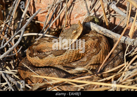 Östlichen Sand Viper Vipera Ammodytes Meridionalis, in der Nähe von Delfini Beach, Syros, Griechenland Stockfoto