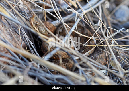 Östlichen Sand Viper Vipera Ammodytes Meridionalis, in der Nähe von Delfini Beach, Syros, Griechenland Stockfoto