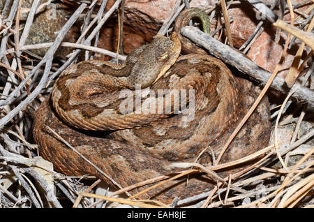 Östlichen Sand Viper Vipera Ammodytes Meridionalis, in der Nähe von Delfini Beach, Syros, Griechenland Stockfoto