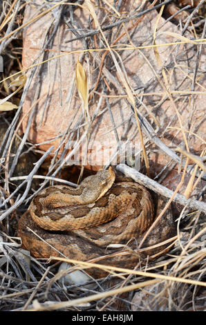 Östlichen Sand Viper Vipera Ammodytes Meridionalis, in der Nähe von Delfini Beach, Syros, Griechenland Stockfoto