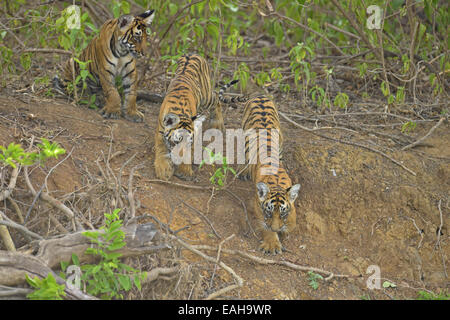 Junge indische Tigerbabys spielen in den Büschen in Ranthambore Stockfoto