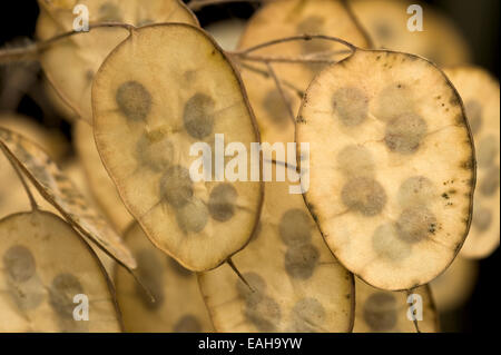 Garden Flower Ehrlichkeit lunaria annua eine mehrjährige, Muster der Samenköpfe Stockfoto