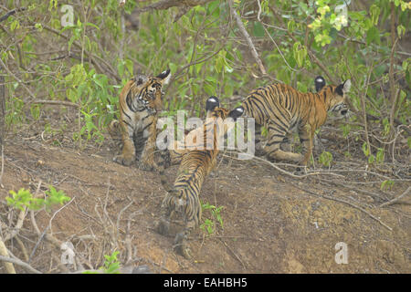 Junge indische Tigerbabys spielen in den Büschen in Ranthambore Stockfoto