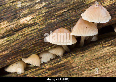 Mycena Arten Pilze wachsen auf zerfallenden Holz der Edelkastanie Niederlassung in Breite Grünblättrige Wald im Herbst. Stockfoto