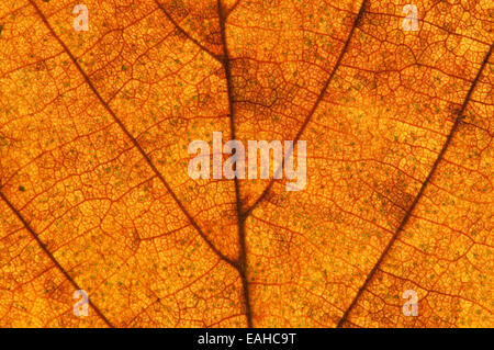 Detail von einem gemeinsamen Hazel Baum Blatt im Herbst Stockfoto