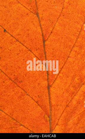 Detail von einem gemeinsamen Hazel Baum Blatt im Herbst Stockfoto