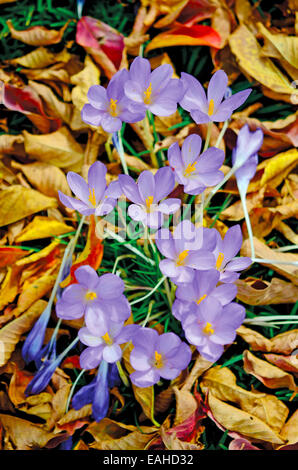 Herbst-Krokus blüht: Herbst-Krokus Blüten durchbrechen fährt ein Krepp-Myrte und einer Herbst-Landschaft dramatische Farbe verleiht. Stockfoto