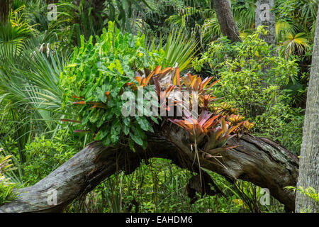 Tropische Pflanze, die aus einem alten Baumstamm - Wirtspflanze in Florida, USA Stockfoto