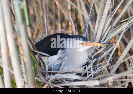 Ixobrychus Minutus, Zwergdommel. Nest in der Natur. Stockfoto