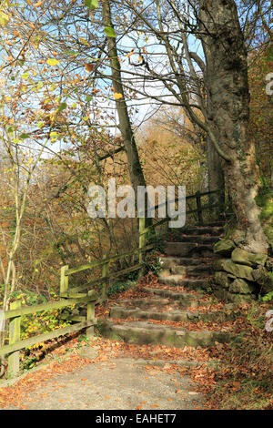 Stein Schritte in Strid Woods in Wharfedate bei Bolton Abbey, Skipton, North Yorkshire, England Stockfoto