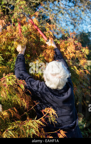 Ältere Frau mit Astscheren und erreichen bis zu einen Garten Strauch im Herbst zurückschneiden. UK, Großbritannien Stockfoto