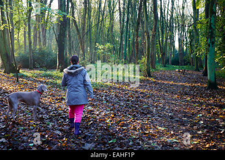 Frau zu Fuß ihr Weimaraner Hund im frühen Herbst In Cawston Wäldern in der Nähe von Rugby Stockfoto