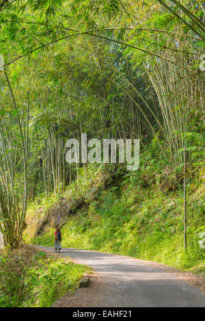 Ein Backpacker zu Fuß durch einen wunderschönen Bambuswald im morgendlichen Sonnenlicht auf einspurigen Landstraße. Süd-Sulawesi, i Stockfoto