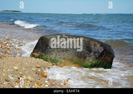 Großen Algen bedeckt Felsbrocken am Ufer an der Gardiners Bucht Atlantik Long Island New York Stockfoto