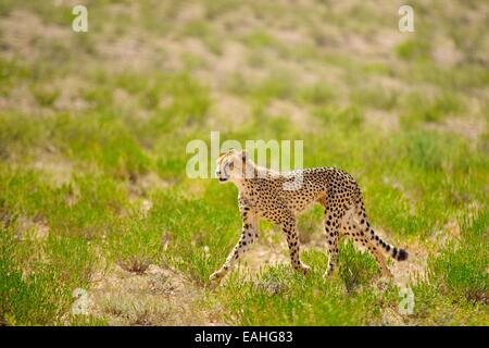 Ein junger Gepard (Acinonyx Jubatus) läuft über die Ebenen der Kgalagadi, Südafrika. Stockfoto