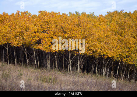 Dichter Stand von Aspen (Populus tremuloides)-Setzlingen in gelbem Herbstlaub Stockfoto