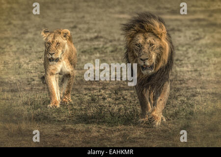 Löwe und Löwin zusammen spazieren Stockfoto