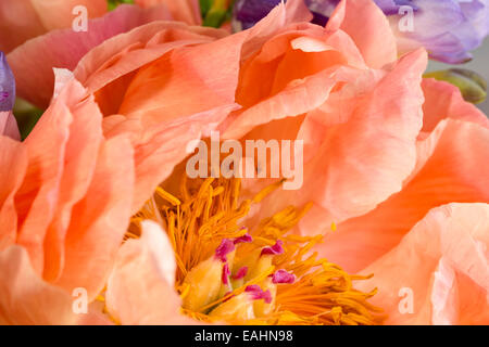 Peachy Pfingstrose Stockfoto