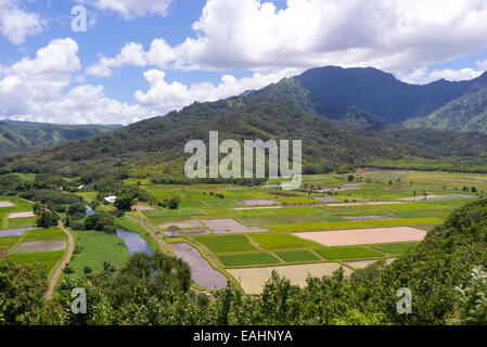 Taro-Felder auf Kauai Hawaii USA Stockfoto