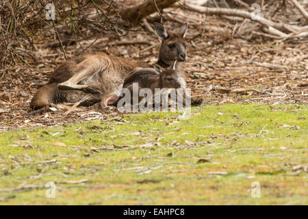 Stock Foto von Kangaroo Island Känguru Mutter und Joey. Stockfoto
