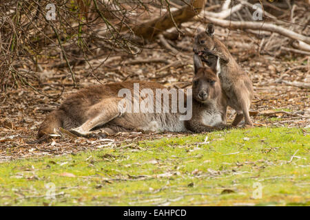 Stock Foto von Kangaroo Island Känguru Mutter und Joey. Stockfoto