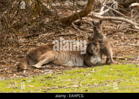 Stock Foto von Kangaroo Island Känguru Mutter und Joey. Stockfoto