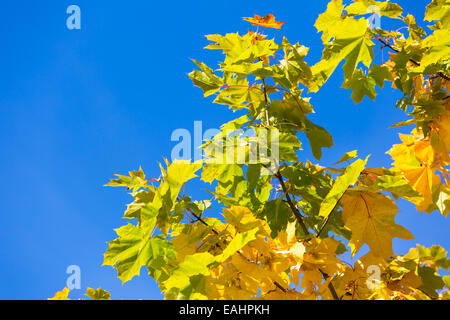 Herbstliche Ahorn Ast Stockfoto