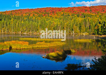 Fallen Reflexionen am Lac des Cypres entlang Highway 3 im Parc national du Mont Tremblant, Provincial Park von Quebec, Laurentides, Stockfoto