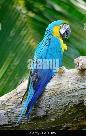 Schöne blaue und gelbe Papagei, blau und Gold Ara-Voliere, stehend auf das Protokoll Stockfoto