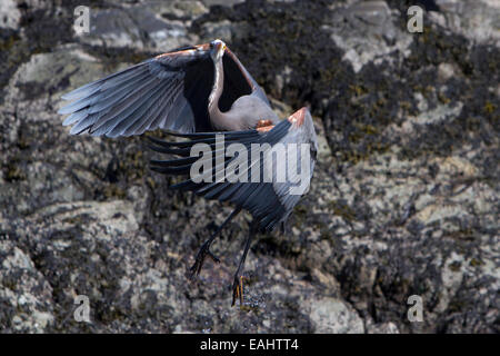 Great Blue Heron (Ardea Herodias) ausziehen in der Nähe von Felsen entlang der Küste am Hals Punkt, Nanaimo, Vancouver, BC, Kanada im März Stockfoto