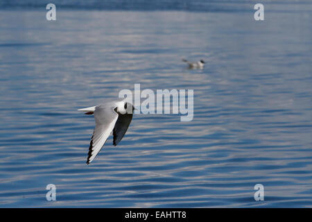 Bonapartes Gull (Chroicocephalus Philadelphia) im Flug über den Ozean in Nanaimo, Vancouver Island, BC Kanada im April Stockfoto